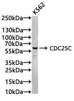 CDC25C Antibody