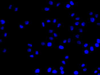 CDC25C Antibody