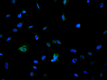CDC25C Antibody