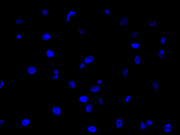 CDC25C Antibody