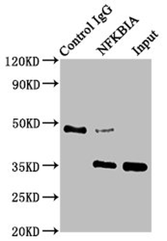 NFKBIA Antibody