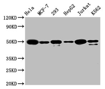 ATF4 Antibody