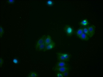 ATF4 Antibody