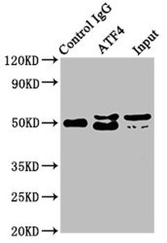 ATF4 Antibody