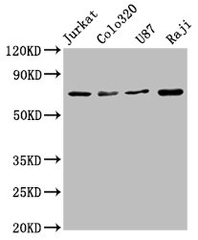 HSPA8 Antibody