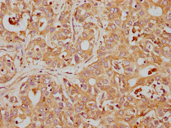 CD63 Antibody