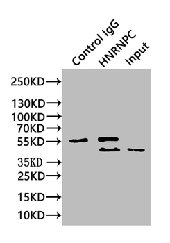 HNRNPC Antibody