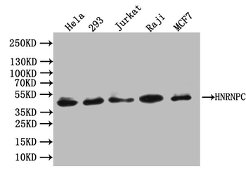 HNRNPC Antibody