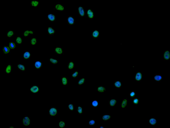 HNRNPC Antibody