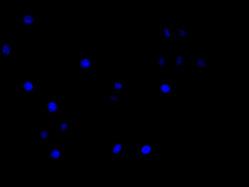 HNRNPC Antibody