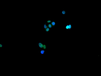 HNRNPC Antibody