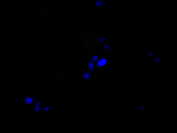 HNRNPC Antibody