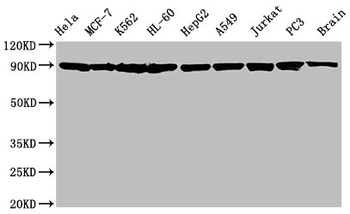 HSP90AA1/HSP90AB1 Antibody