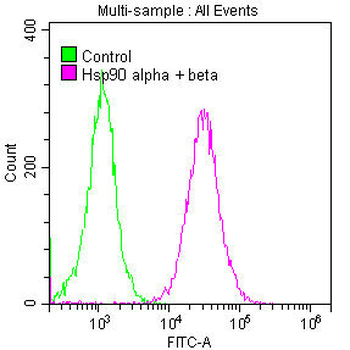 HSP90AA1/HSP90AB1 Antibody