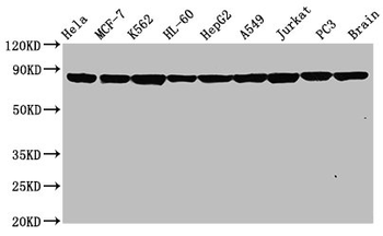 HSP90AA1 Antibody
