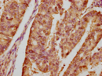 HSP90AA1 Antibody