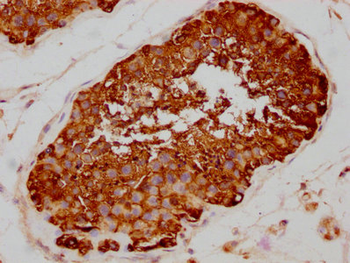 HSP90AA1 Antibody