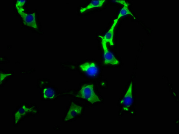HSP90AA1 Antibody