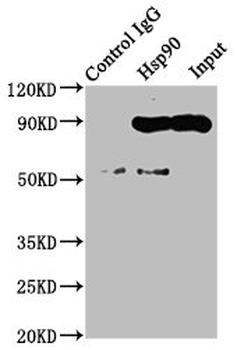 HSP90AA1 Antibody