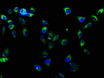 ITGB1 Antibody