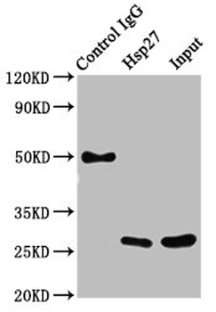 HSPB1 Antibody