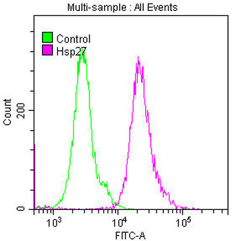 HSPB1 Antibody