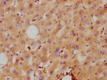 APOA2 Antibody