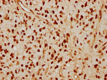 LMNA Antibody