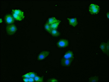FOS Antibody