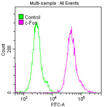 FOS Antibody