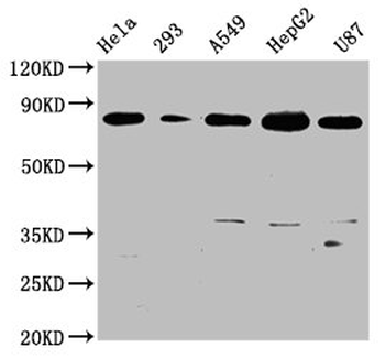BAG3 Antibody