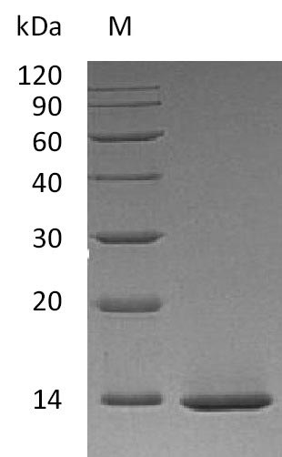 Human NGF protein