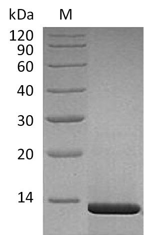 Human NGF protein