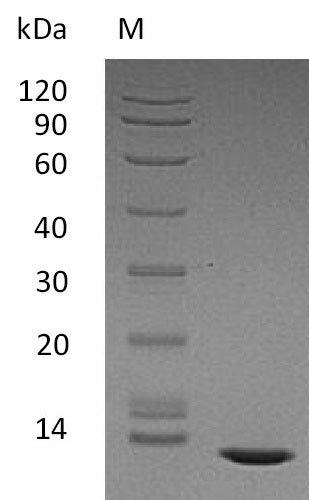 Human TGFB2 protein