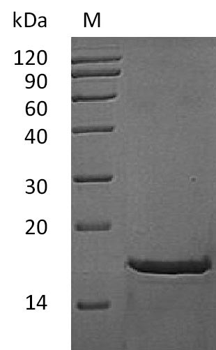 Mouse Fgf2 protein