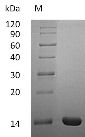 Human IL2 protein