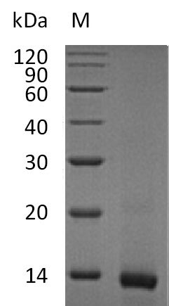 Mouse IL4 protein