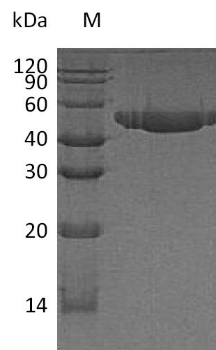 Human NECTIN2 protein