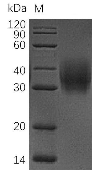 Human CD47 protein