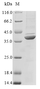 Mouse Apolipoprotein E protein