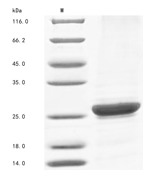 Human C8G protein