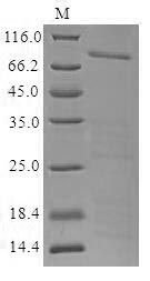 Human CENPF protein