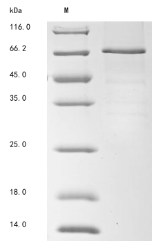 Mouse Cfi protein