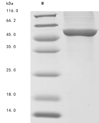 Virus cyp51 protein