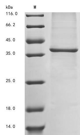 Rat Eif3i protein
