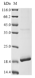 Human GCGR protein