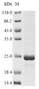 Mouse Gja1 protein