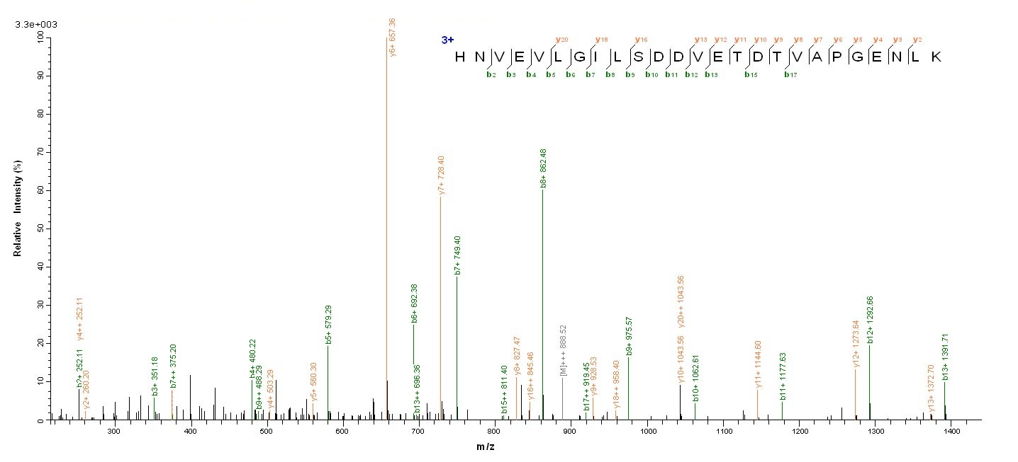Human GSPT1 protein