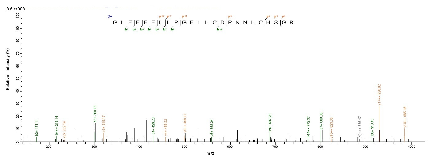 Human GSPT1 protein