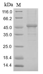 Rat Gucy2c protein